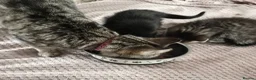 Mixed Breed cats for sale: 2 cute kittens looking for homes - Advert 4