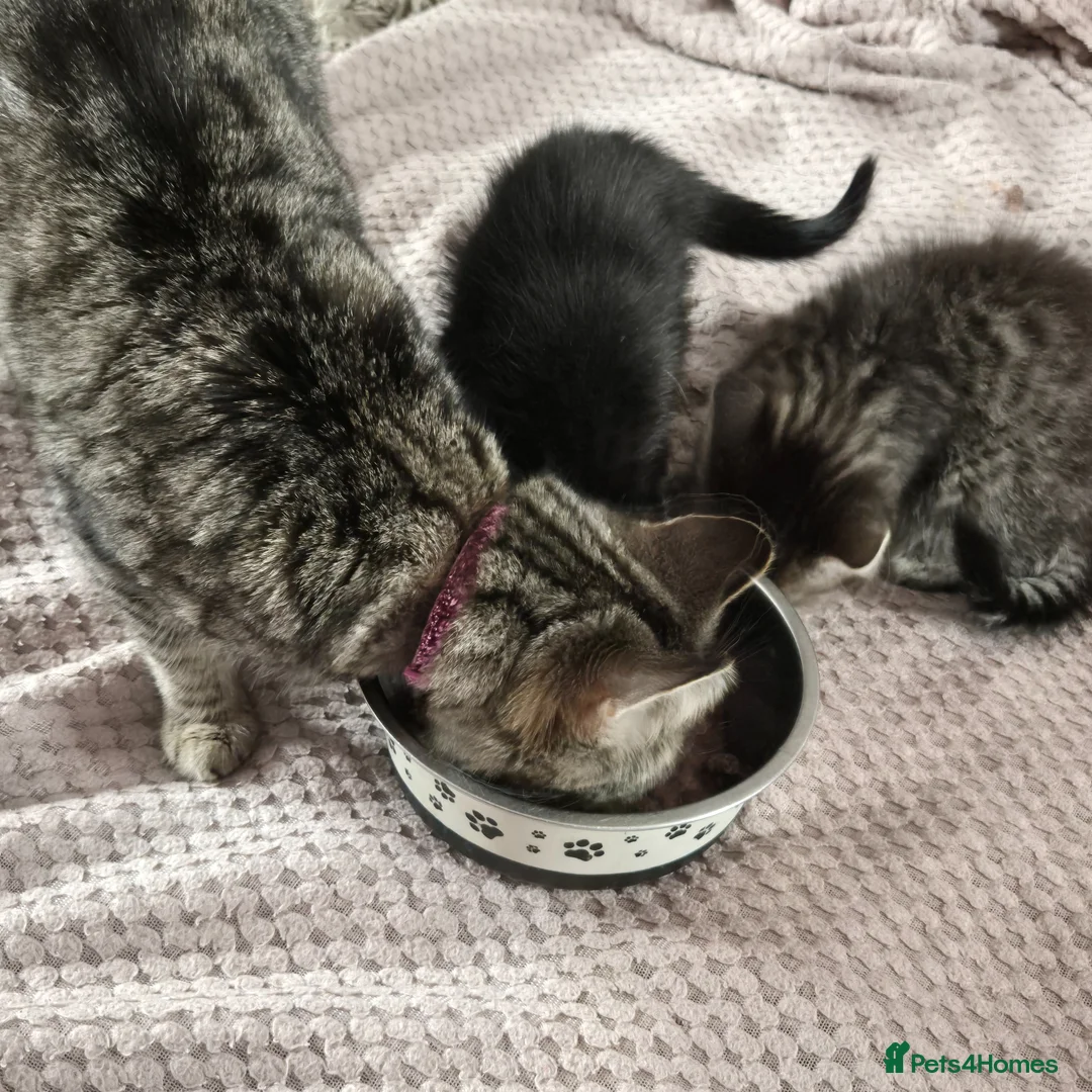 Mixed Breed cats for sale: 2 cute kittens looking for homes - Advert 4