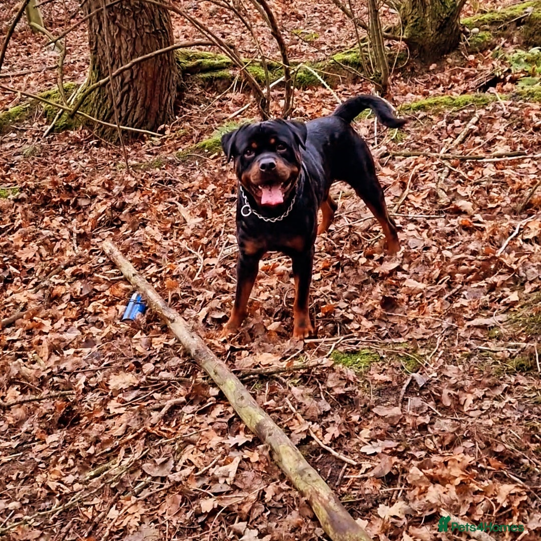 Rottweiler dogs for sale: 3 year old male rottweiler  - Advert 7