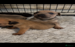 Staffordshire Bull Terrier dogs for sale: Outstanding dual breeding  - Image 12