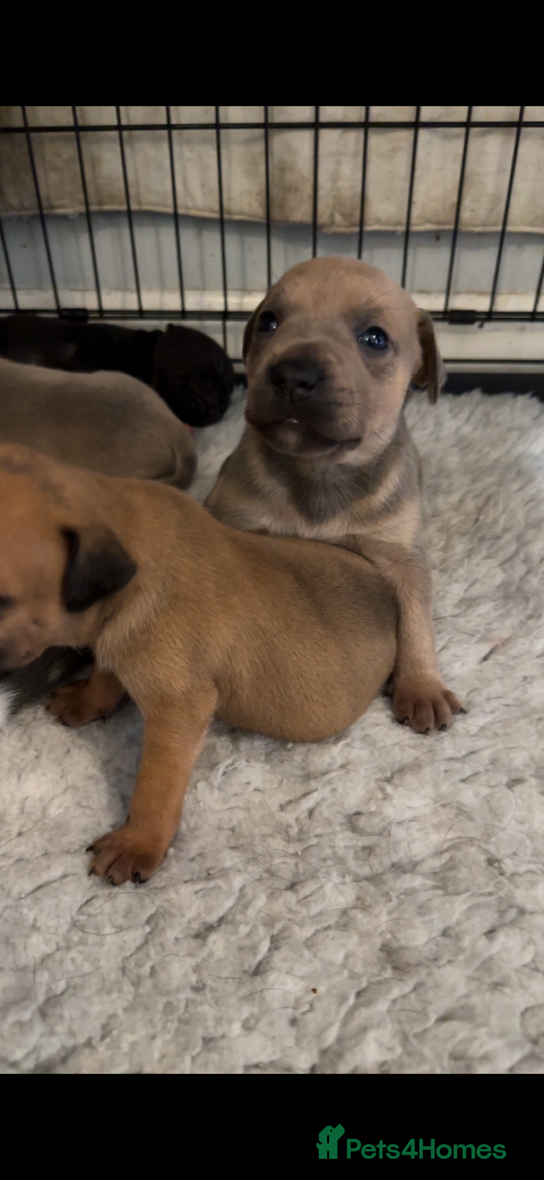Staffordshire Bull Terrier dogs for sale: Outstanding dual breeding  - Image 12