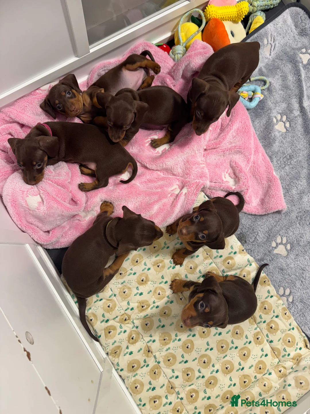 Miniature Dachshund dogs for sale: Miniature dachund puppies smooth hair  - Advert 6