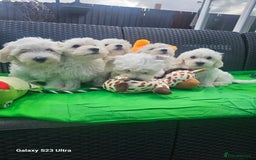 Maltese dogs for sale: Maltese ready to find their forever home now - Image 17