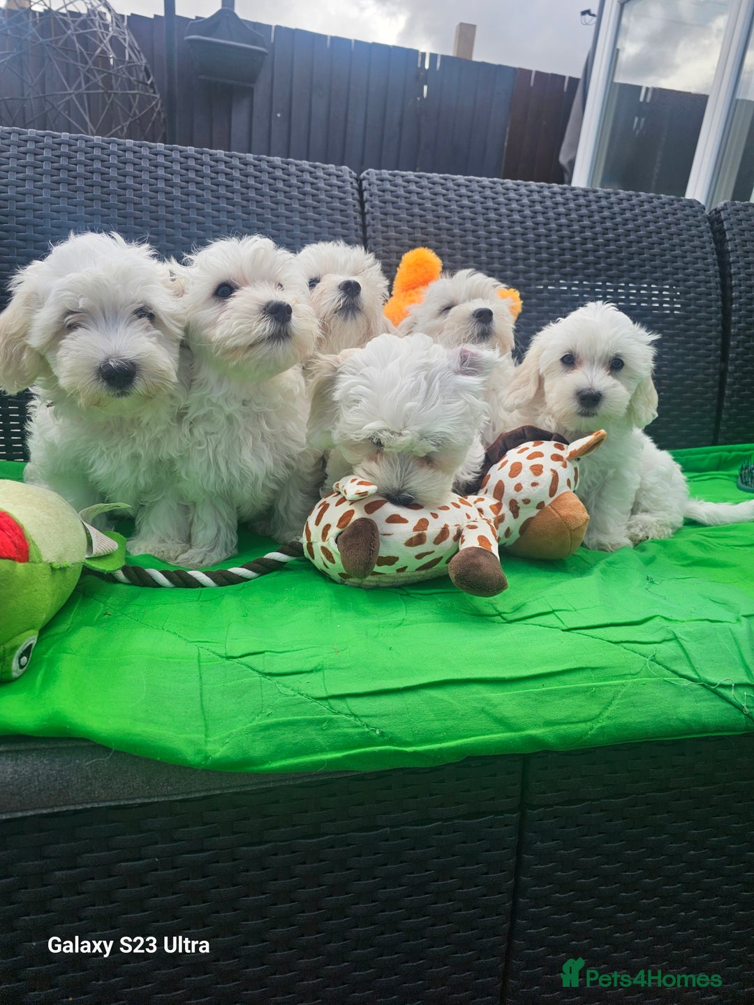 Maltese dogs for sale: Maltese ready to find their forever home now - Image 17