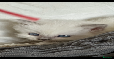 Ragdoll cats ♥️ ADORABLE GCCF BABIES 💙 - Advert 15