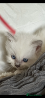 Ragdoll cats ♥️ ADORABLE GCCF BABIES 💙 - Advert 15