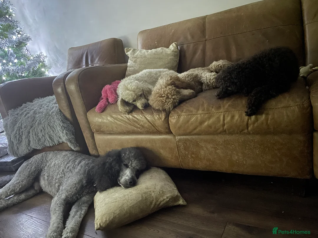 Miniature Poodle dogs for stud: Kc miniature poodle  in Wakefield - Advert 4