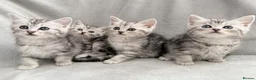 Persian cats for sale: Ready now - Persian x Maine coon kittens  - Advert 6