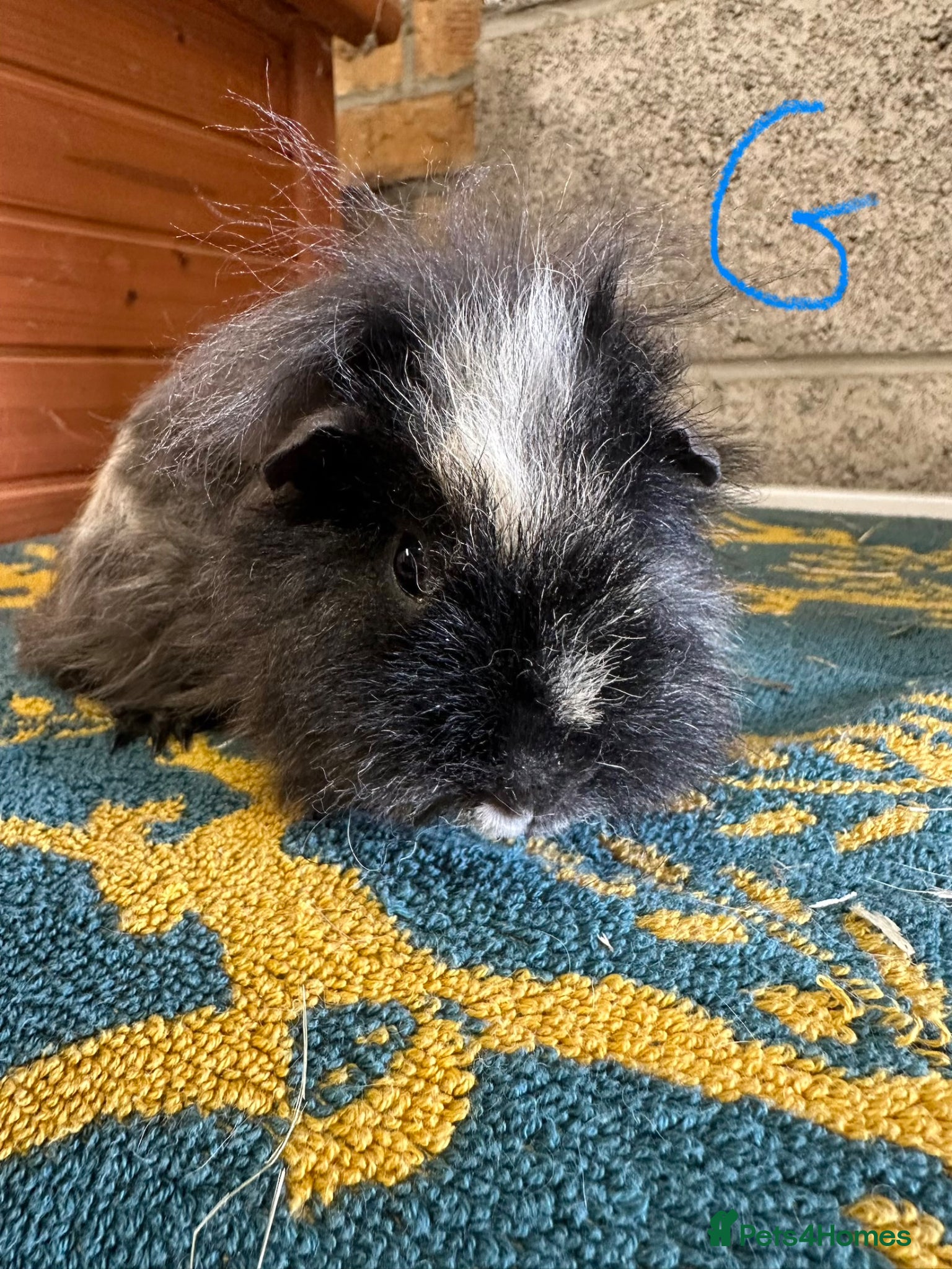 Guinea Pig rodents Female and Male guinea pigs for sale  - Advert 1