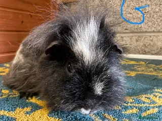 Guinea Pig rodents for sale: Female and Male guinea pigs for sale - Advert 2