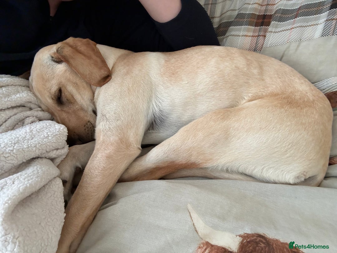 Mixed Breed dogs for sale: New foster or adoption home needed🏡 - Image 3