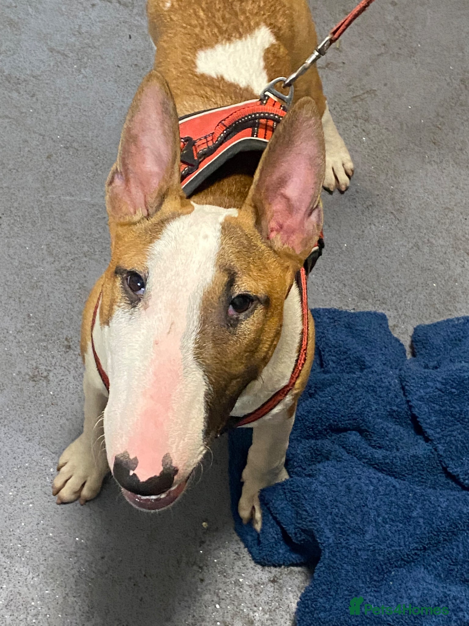English Bull Terrier dogs 7&half month old girl Persia - Advert 13