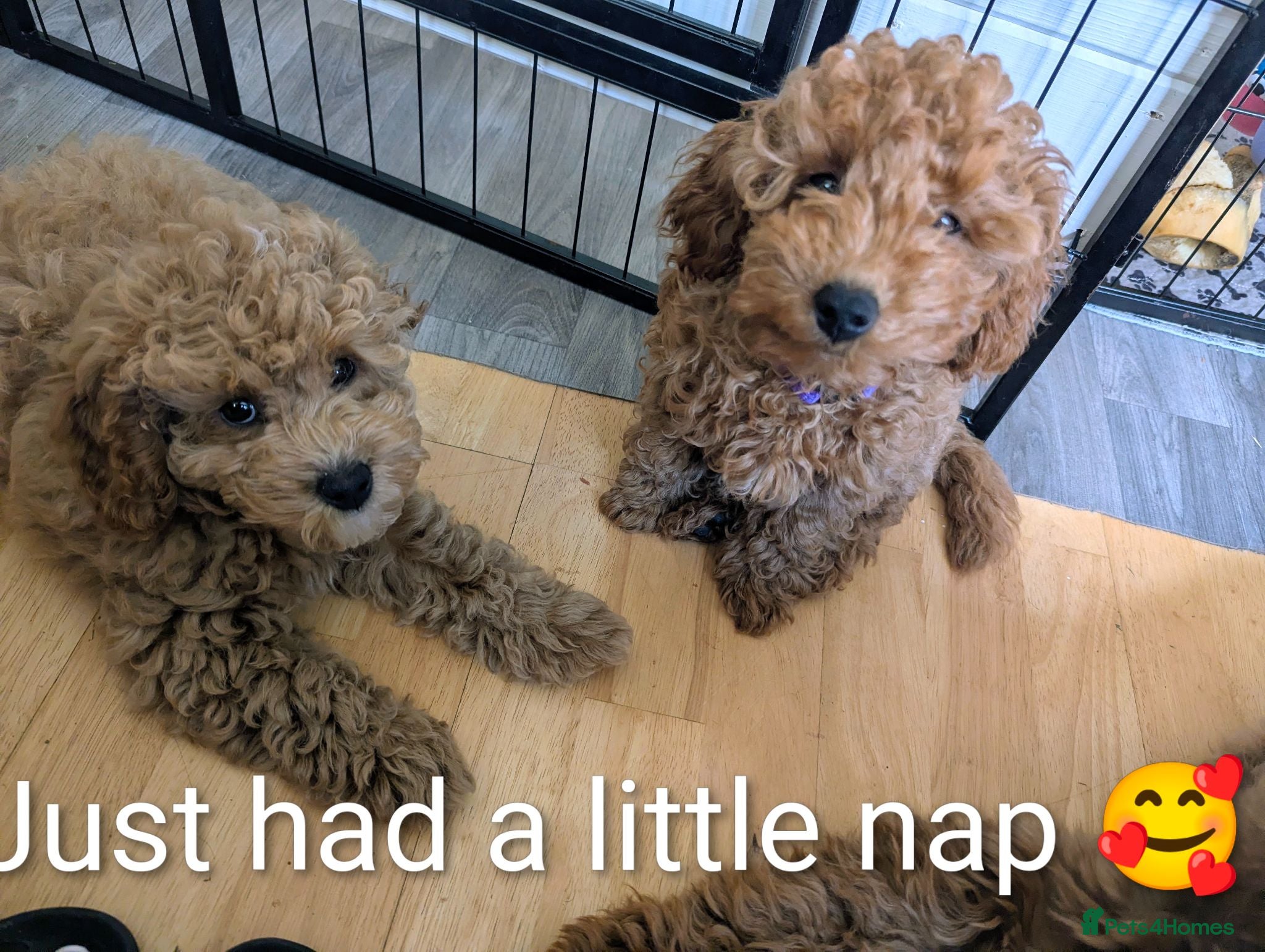 Cavapoo dogs Toy/Small Cavapoo Puppies – Ready 🐾 4💙 2🩷 - Advert 16