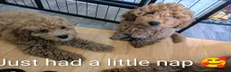 Cavapoo dogs for sale: *Reduced* toy Cavapoo Puppies – Ready 🐾 4💙 2🩷 - Advert 8