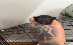 Maine Coon cats for sale: Beautiful Mainecoon Cross Babies - Image 3