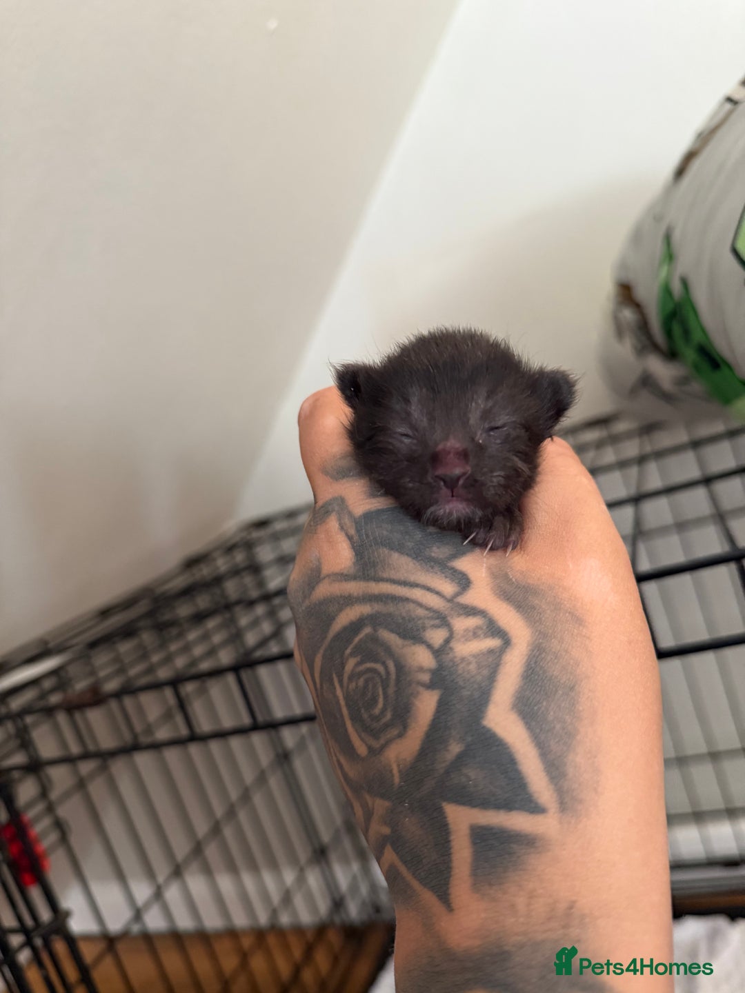 Maine Coon cats for sale: Beautiful Mainecoon Cross Babies - Image 3