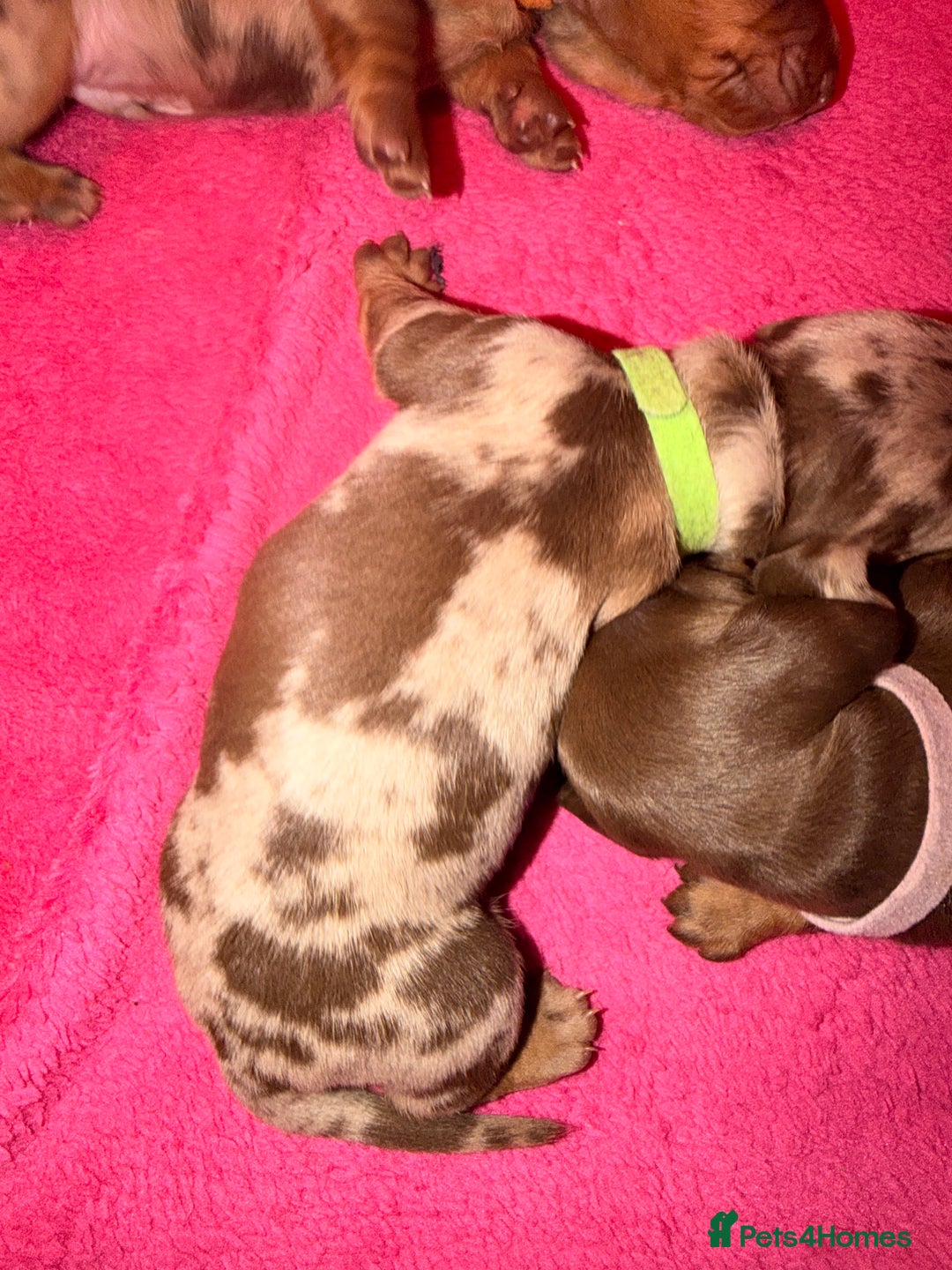 Miniature Dachshund dogs for sale: Miniature Dachshunds puppy's for sale.  - Advert 18