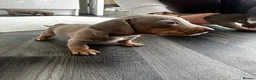 Miniature Dachshund dogs for sale: Kc Mini dachshund puppy’s  READY To LEAVE🐶🐶🐶 - Advert 31