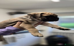 Bullmastiff dogs for sale: Bullmastiff Puppies  - Image 10