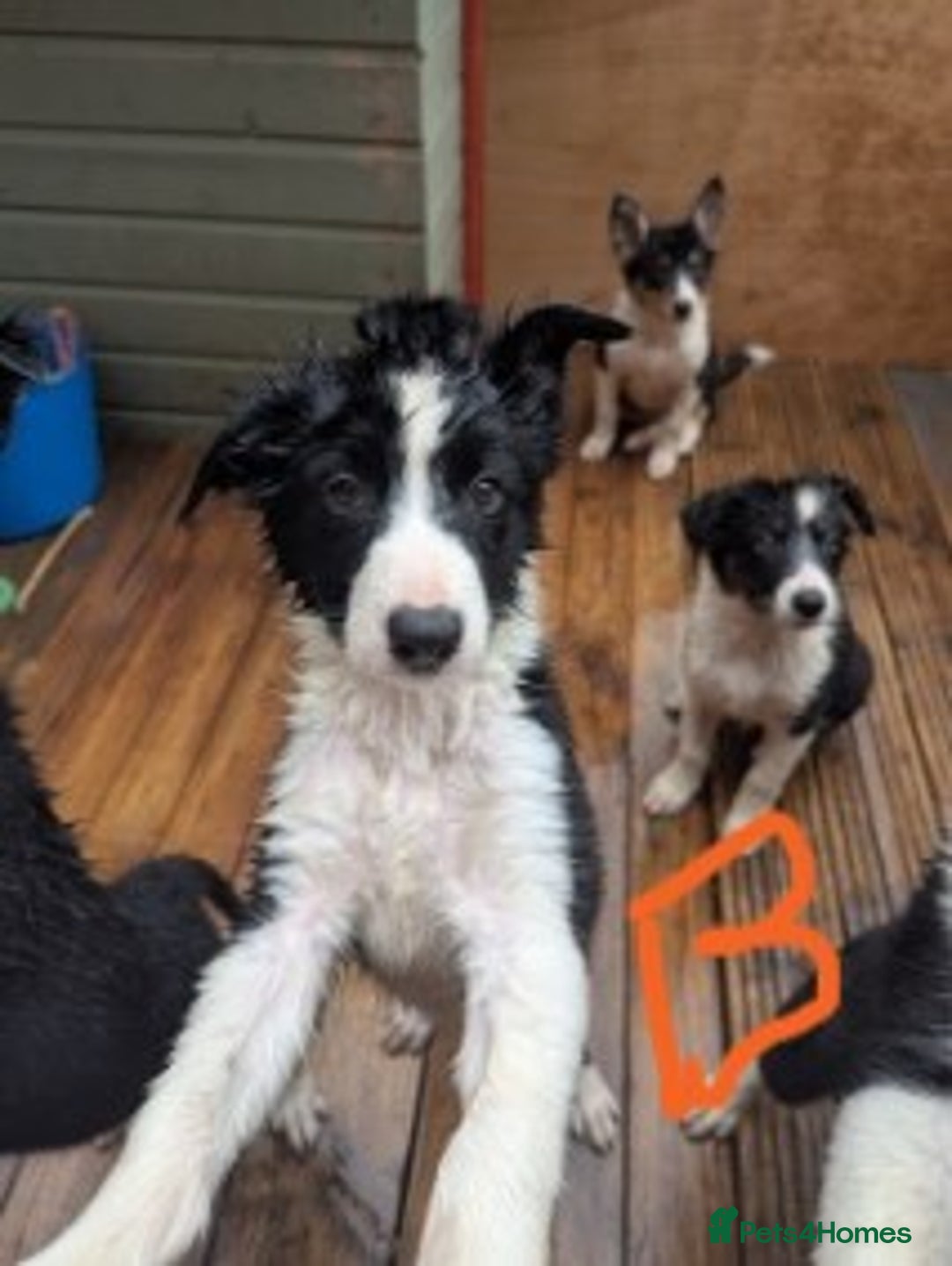 Mixed Breed dogs for sale: READY NOW.Only 2 left Border collies/kelpie pups - Image 9