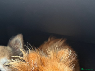 Pomeranian dogs Female Pomeranian - Advert 1