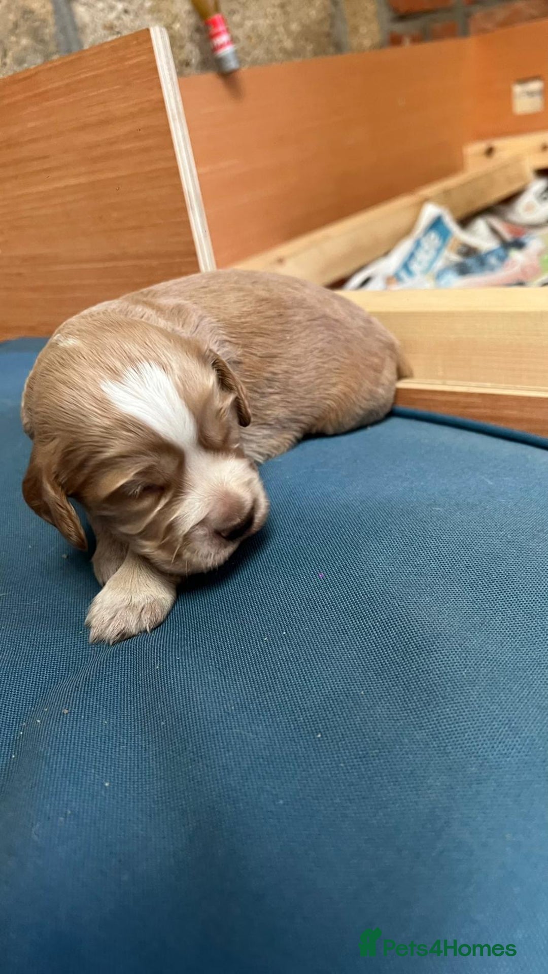Cocker Spaniel dogs for sale: Working cocker spaniels -legally docked. - Image 16
