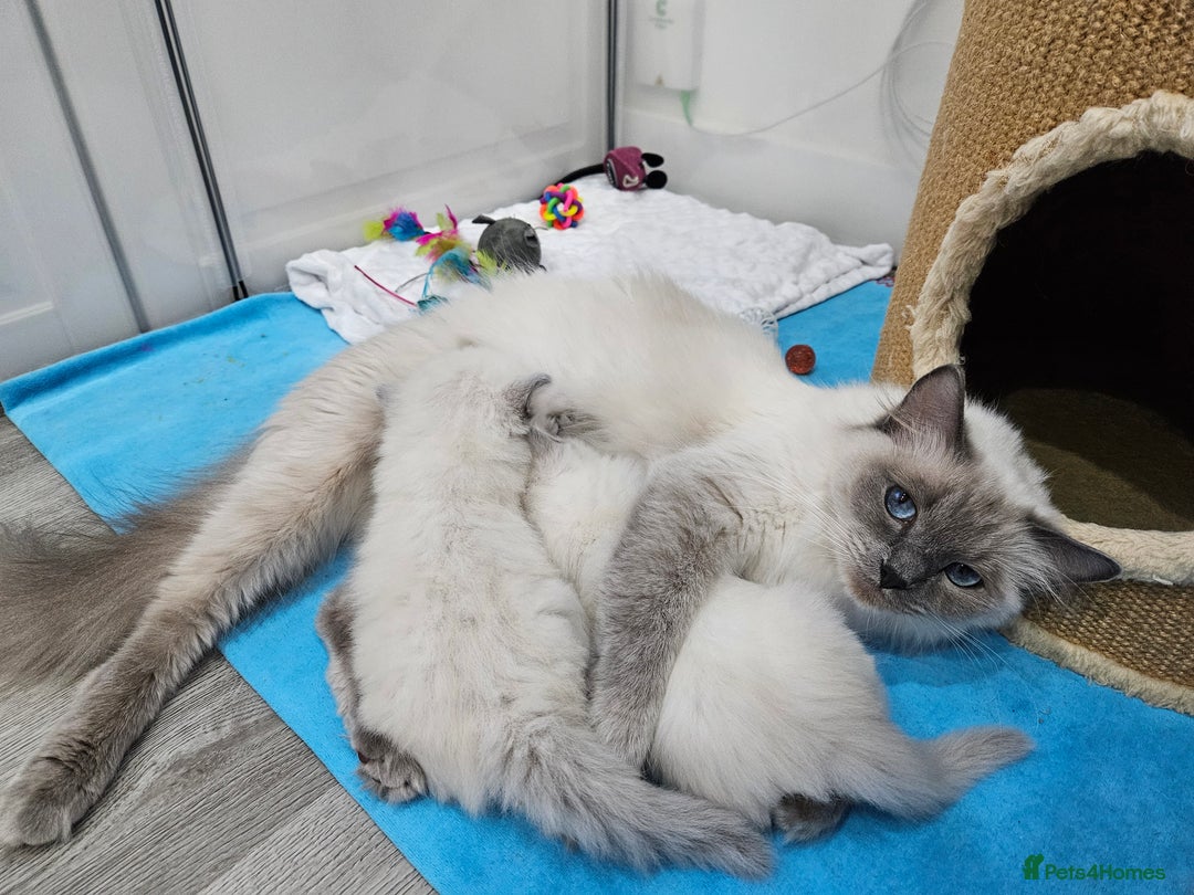 Ragdoll cats for sale: Purebred Blue Point Ragdoll Kittens 🩷💙 - Advert 20