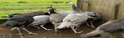 Mixed Breed poultry for sale: Guineafowl & Peafowl for sale  - Advert 2