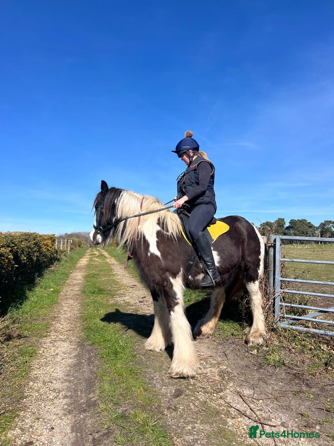 American Quarter horses for sale: Alfie 14.1 gelding  in Southampton - Advert 2