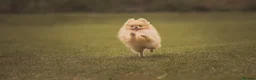 Pomeranian dogs for sale: ✨Exceptional Pomeranian Puppy -Ready Now✨ - Advert 11