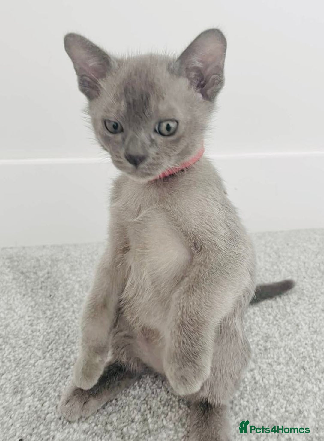 Burmese cats for sale: Burmese kittens for sale in Doncaster - Image 13