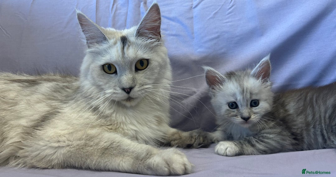 Maine Coon cats for sale: Gorgeous Blue Shaded Maine Coons  - Image 12