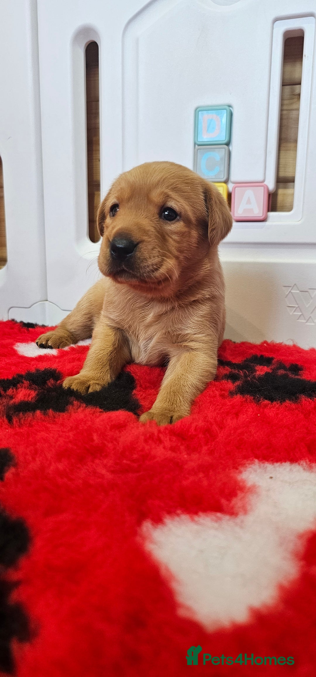 Labrador Retriever dogs for sale: 6 STUNNING KC REG FOX RED LABRADORS  - Advert 5