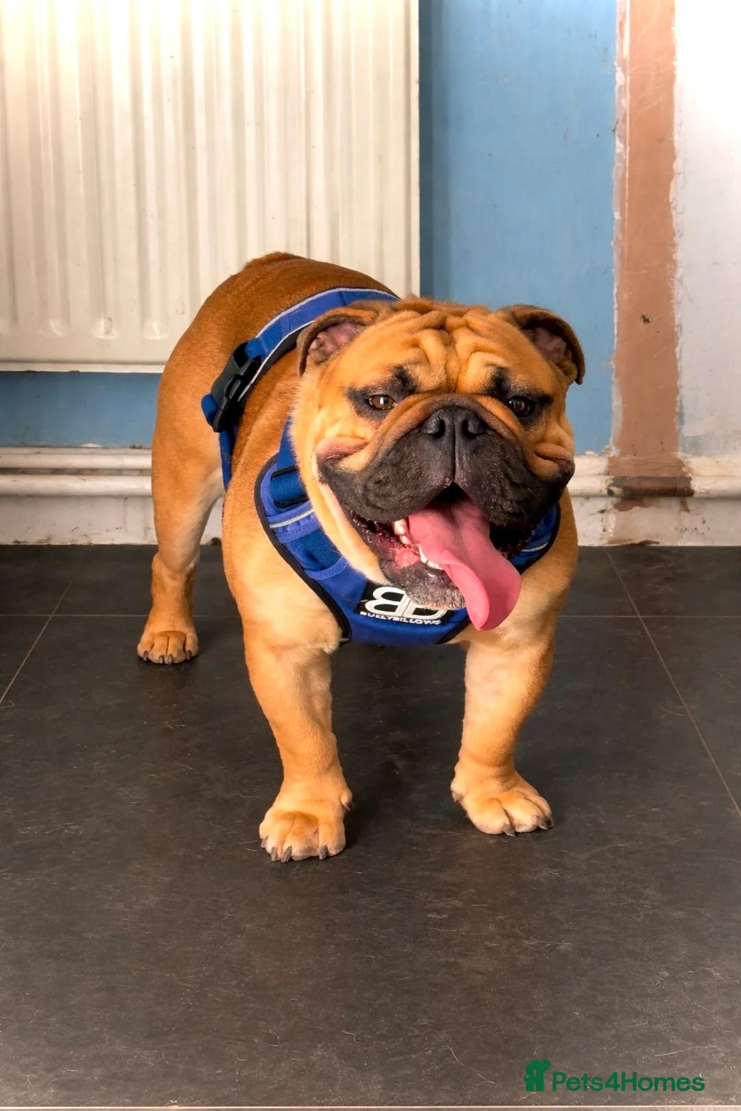 English Bulldog dogs for stud: BANKSY BOY - Advert 8