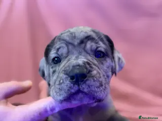 Cane Corso dogs Cane corso puppies for sale - Advert 1