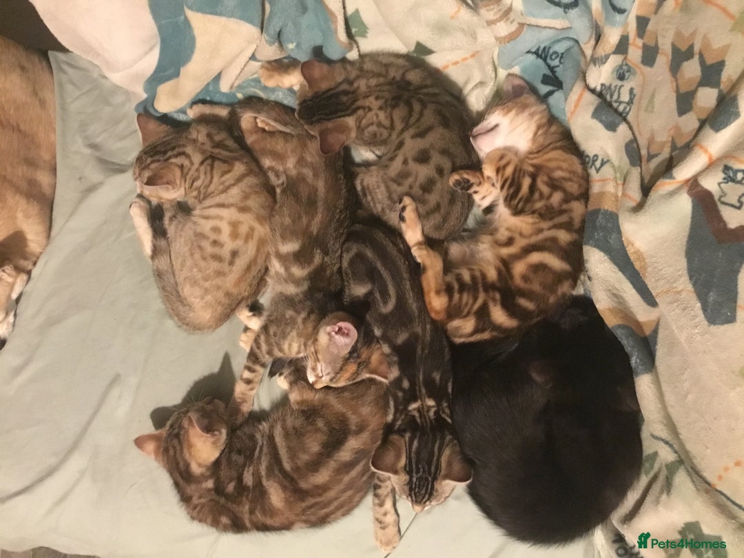 Bengal cats for sale: Cute and fluffy half Bengal kittens  - Image 7