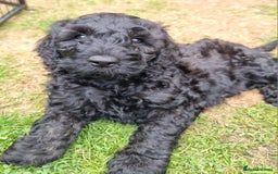 Cavapoo dogs for sale: F1b Standard Cavapoo, 3 remaining ready to leave in Watchet - Image 27