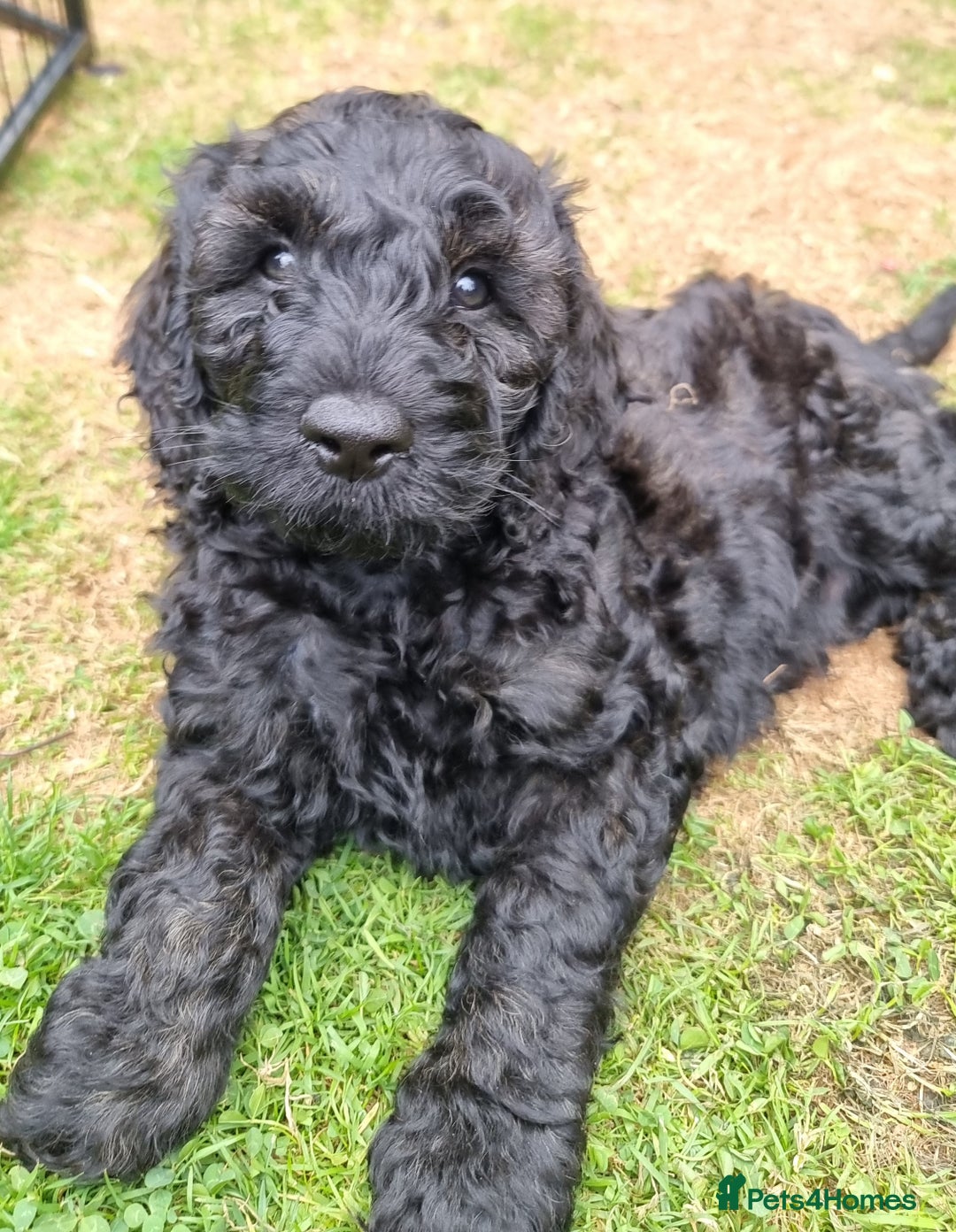 Cavapoo dogs for sale: F1b Standard Cavapoo, 3 remaining ready to leave in Watchet - Image 27