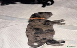 Goldendoodle dogs for sale: F1B Goldendoodle Puppies – Merle & Black – Essex - Image 9