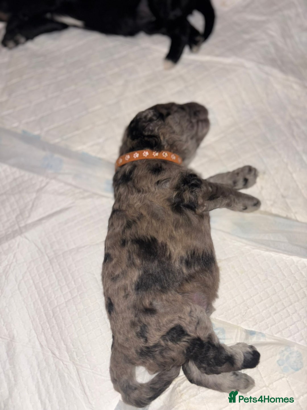 Goldendoodle dogs for sale: F1B Goldendoodle Puppies – Merle & Black – Essex - Image 9