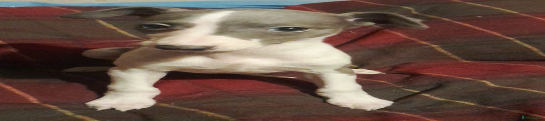 Whippet Puppy 4