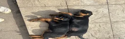 Rottweiler dogs for sale: 2 female Rottweiler puppies  in Mablethorpe - Advert 3