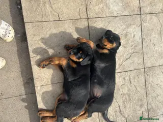 Rottweiler dogs 2 female Rottweiler puppies - Advert 2