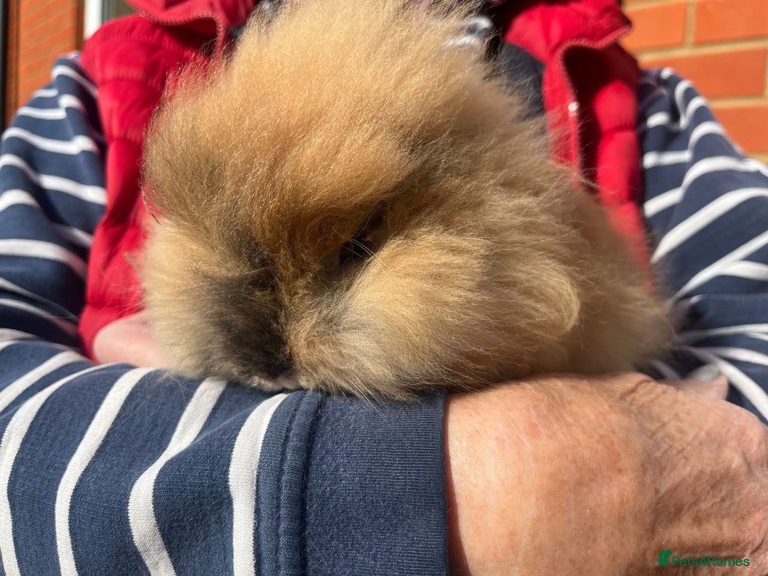 Lionhead rabbits for sale: Lionhead bunnies  - Image 3