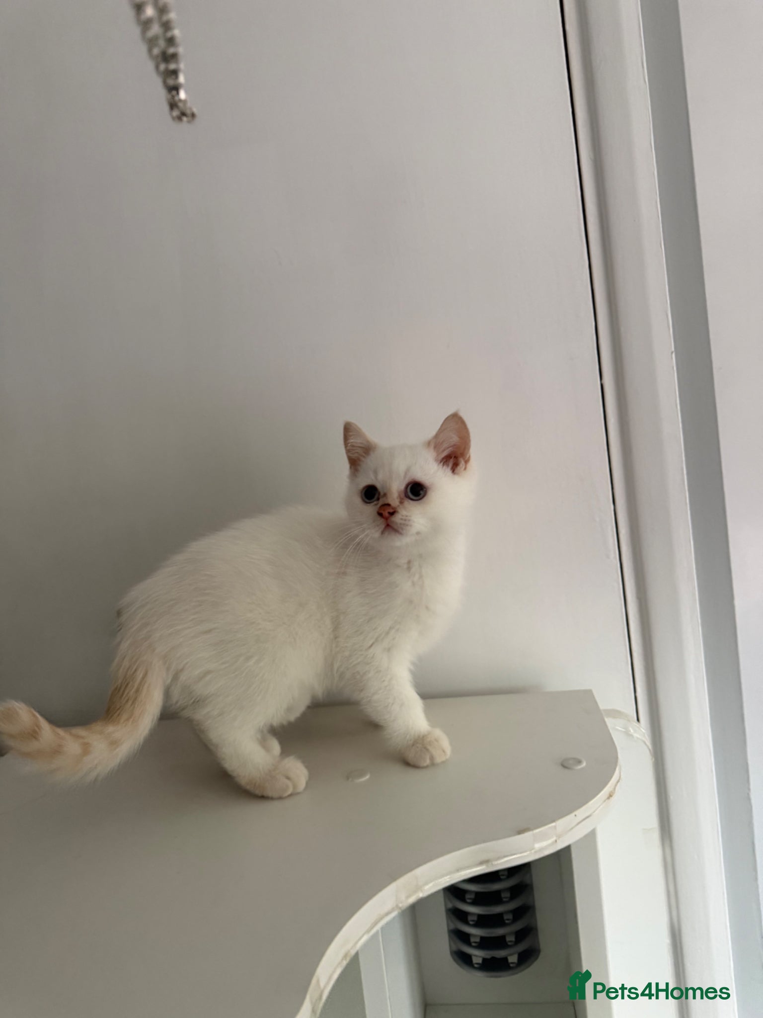 British Shorthair cats for sale: Two 😍 kittens ready for a new home 🏡 🐱  in Enfield - Advert 9