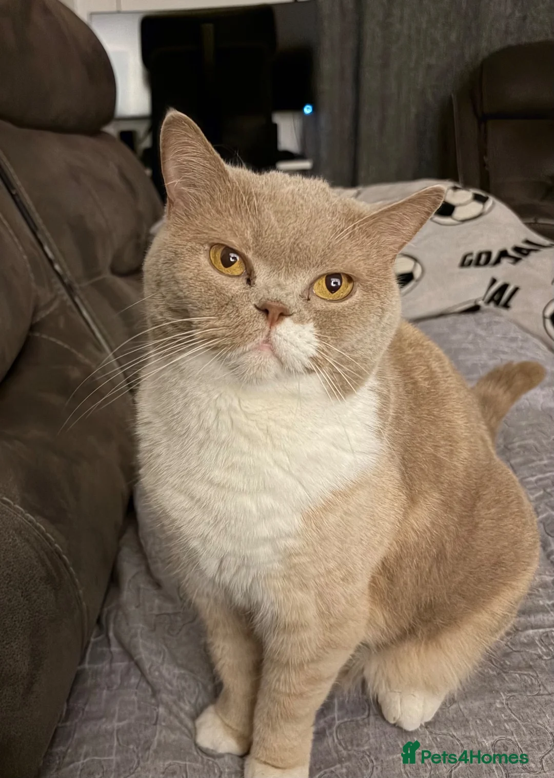 British Shorthair cats for sale: 2 British shorthair cat in London - Advert 1