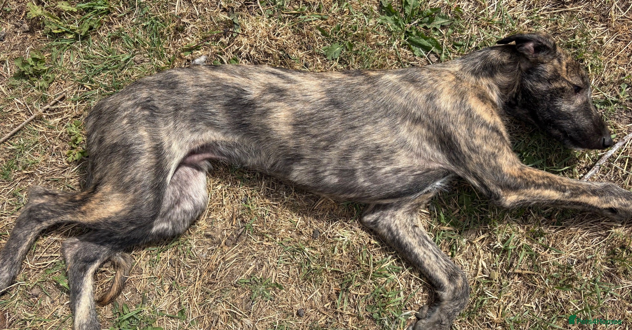 Lurcher dogs The last 2 lurcher pups.  - Advert 2