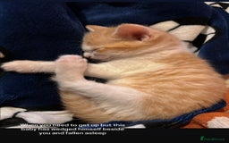 Domestic Shorthair cats for sale: Kitten available now - Image 11