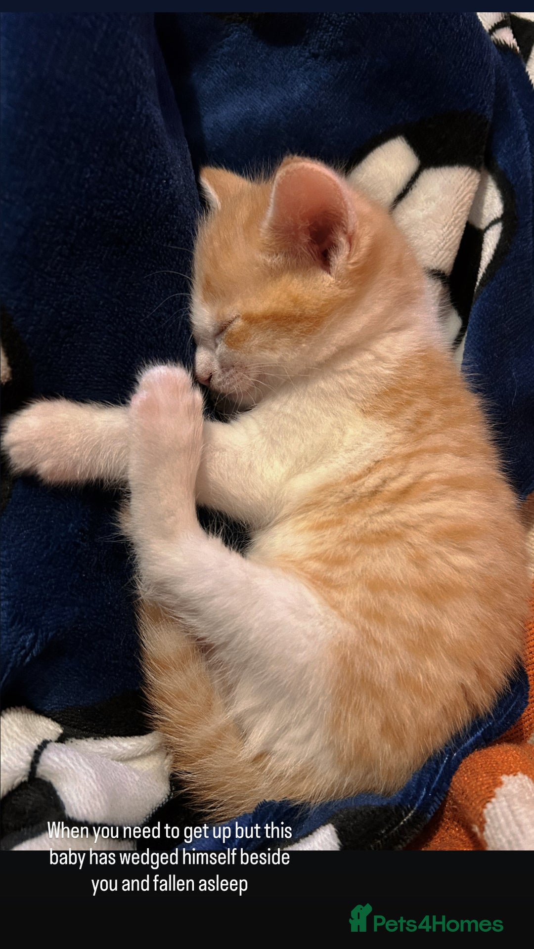 Domestic Shorthair cats for sale: Kitten available now - Image 11