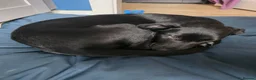 Mixed Breed dogs for sale: Black Doberman x Collie puppy under 4months old - Advert 8